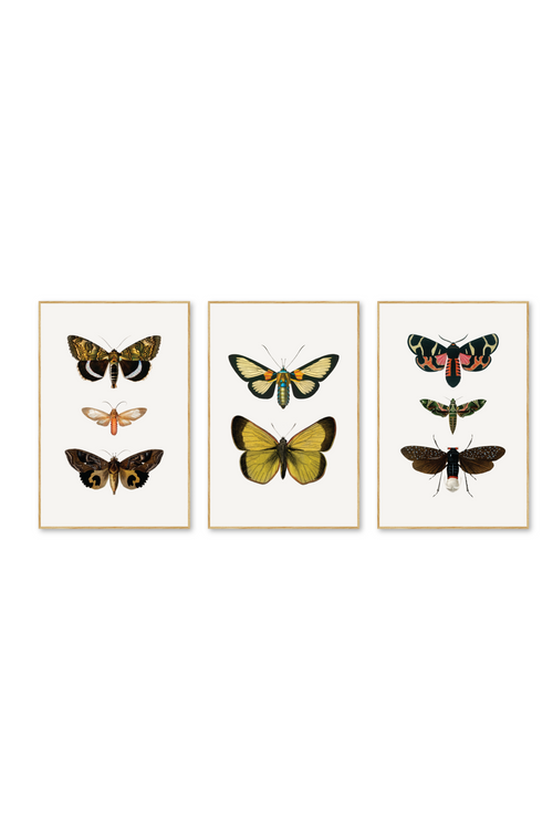 Tríptico Vertical 2:3 | Flutter Set 2