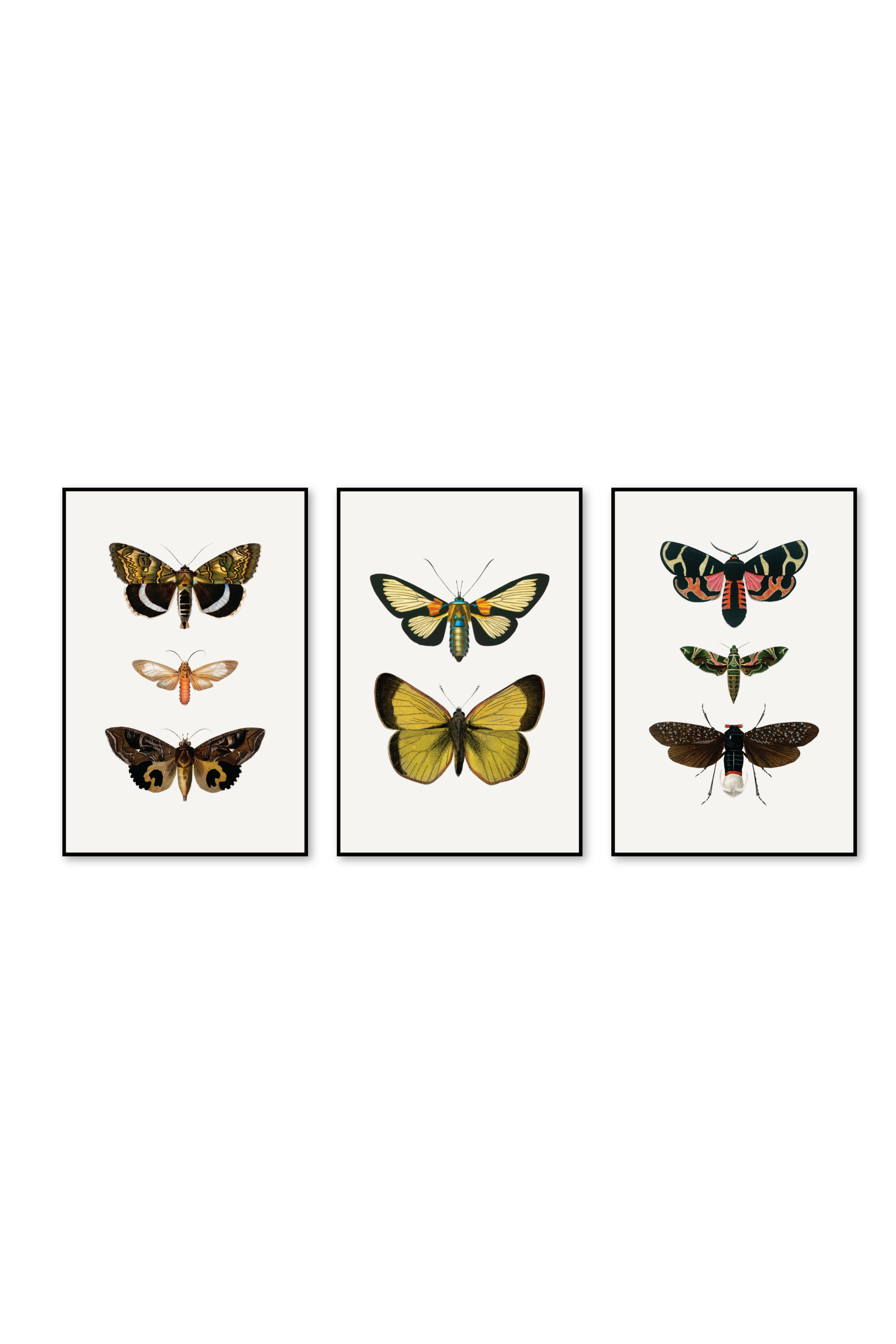 Tríptico Vertical 2:3 | Flutter Set 2