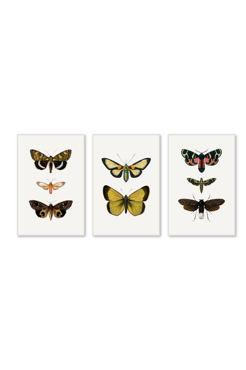 Tríptico Vertical 2:3 | Flutter Set 2