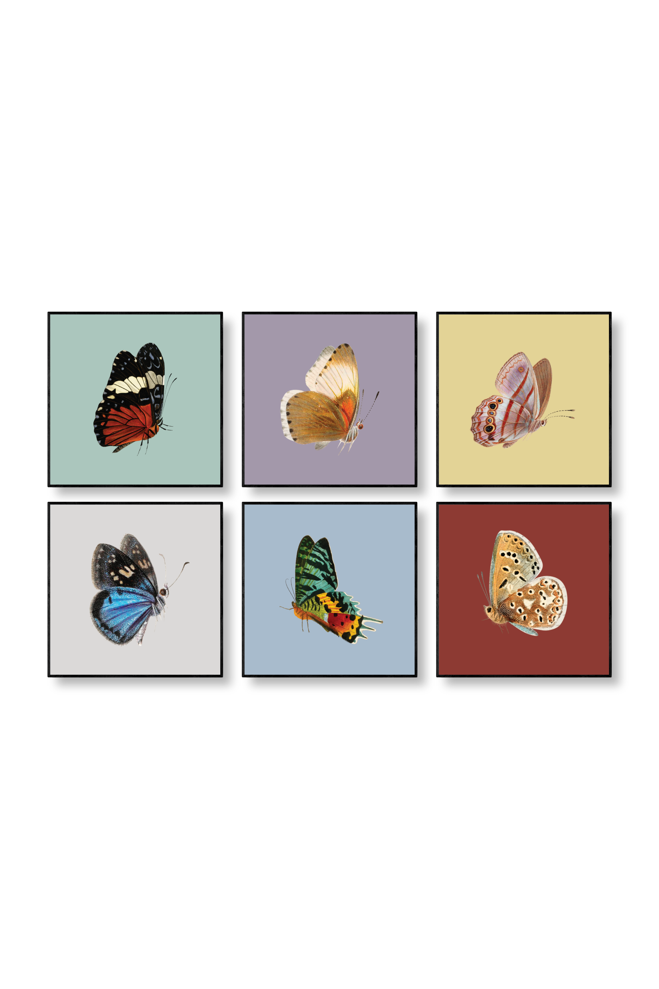 6 Mariposas - Gallery Wall