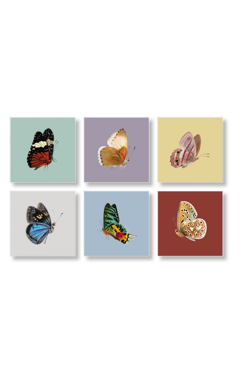 6 Mariposas - Gallery Wall